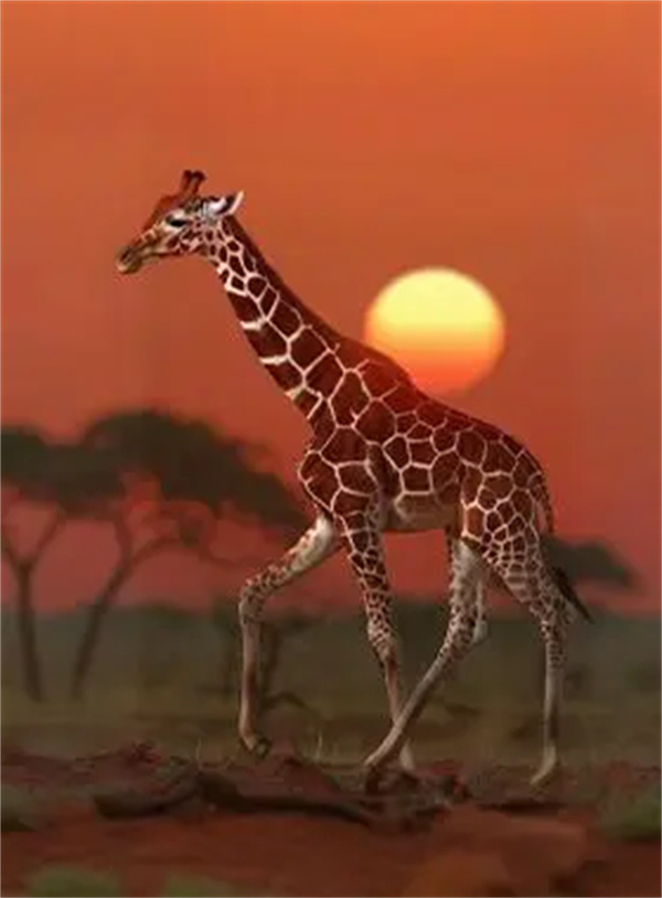 疯狂神射手非洲动物图鉴汇总